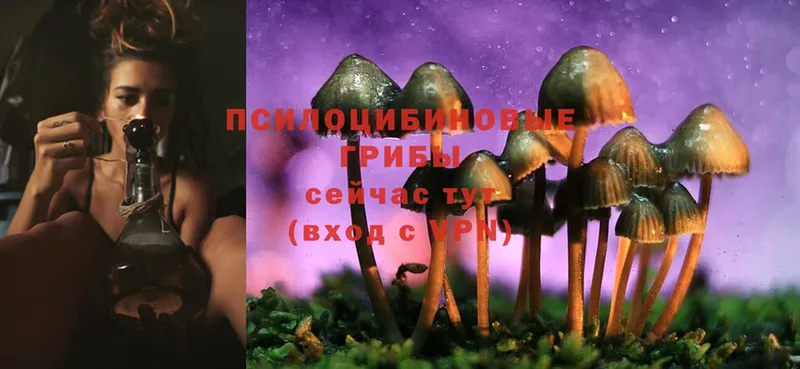 Псилоцибиновые грибы Cubensis Солигалич